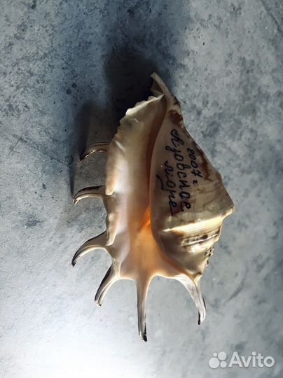 Ракушка, раковина морская, рапан