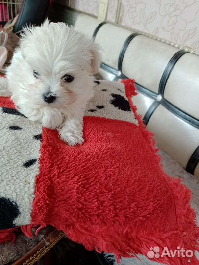 Чихуахуа, тойтерьеры, карликовые пинчеры доставка