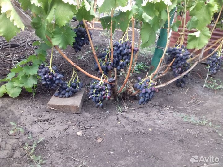 Саженцы винограда