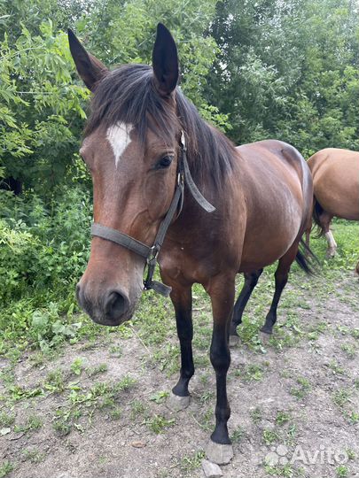 Лошадь жеребая с жеребенком