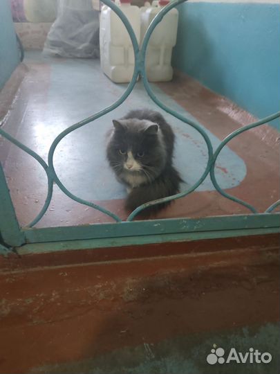 Найдена кошка