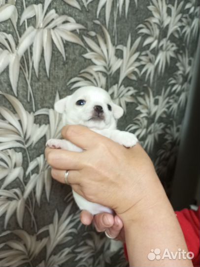 Щенки чихуахуа