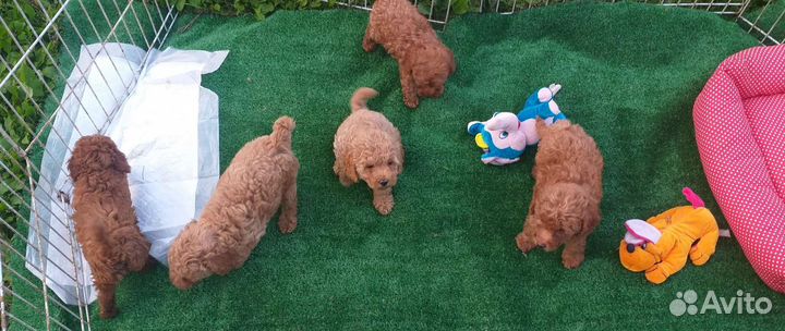 Той-пудель,красные малыши