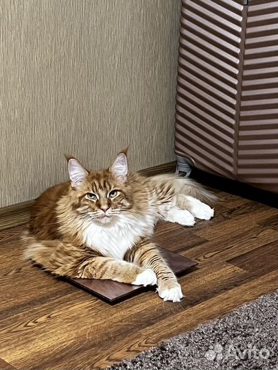 Кошки мейн-кун