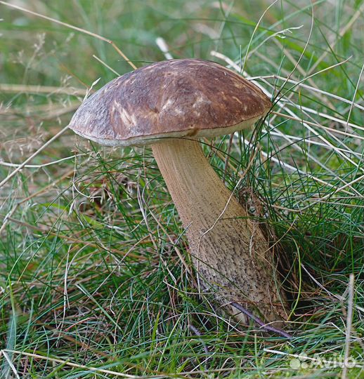 Микс: Подосиновики, подберёзовики, маслята