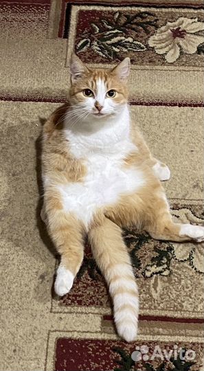 Отдам в добрые руки