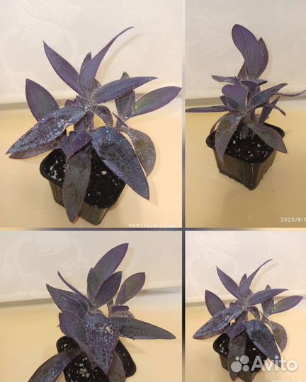 Цветы для дома