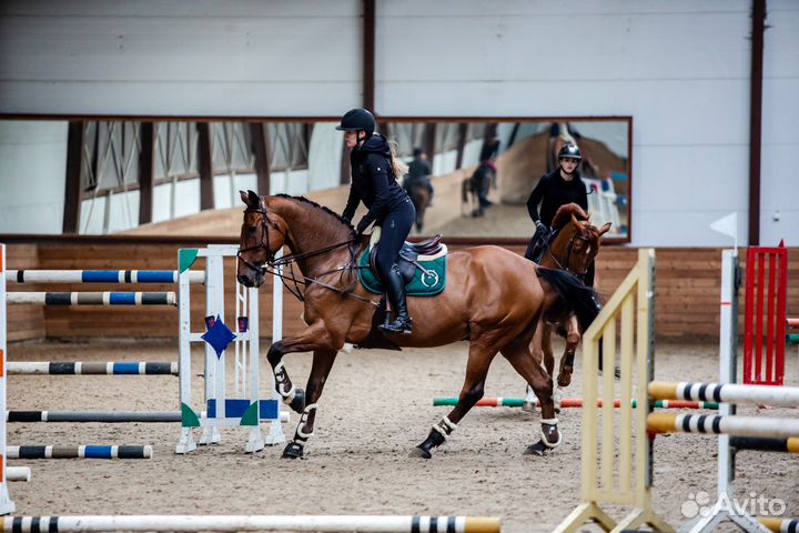 Аренда лошадей