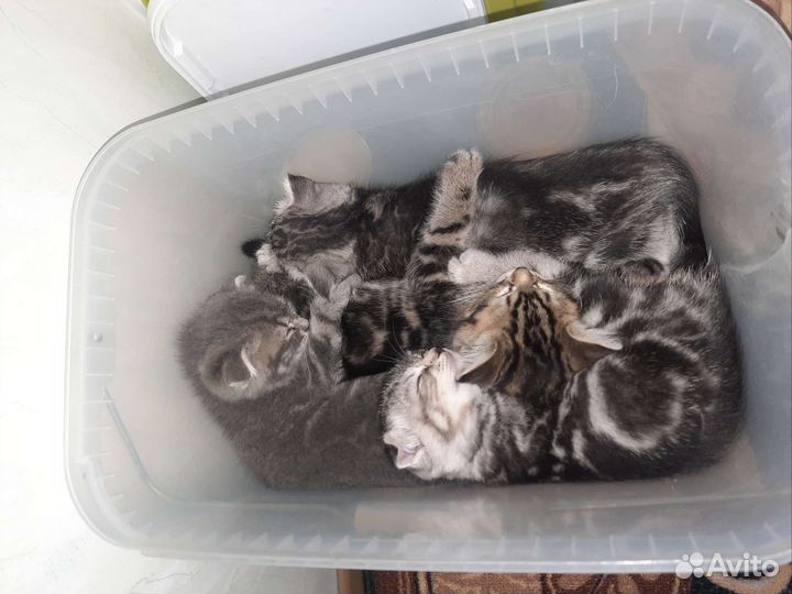 Британские котята