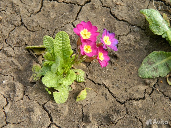 Примула садовая