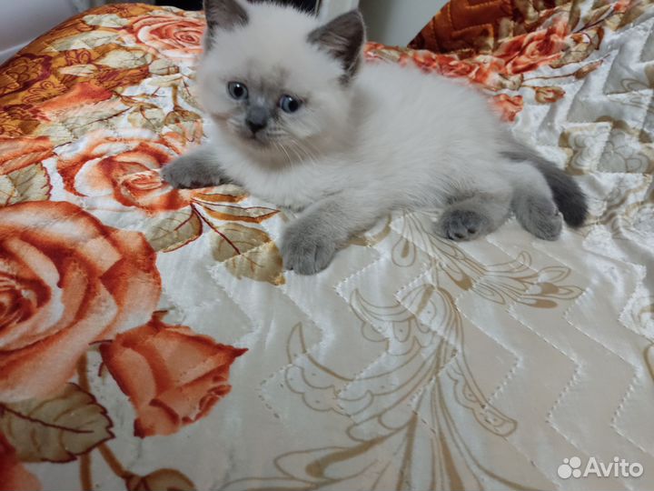 Вислоухие котята