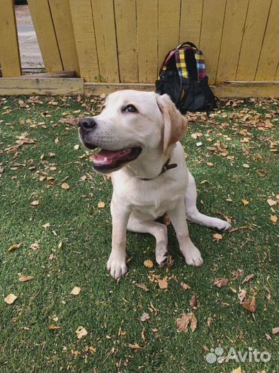 Дрессировка собак / Кинолог с выездом