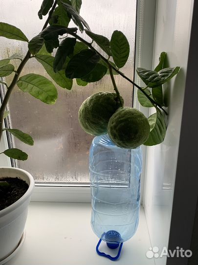 Лимонное дерево с плодами