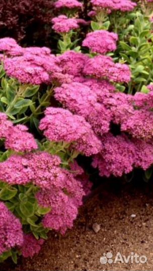 Очиток видный