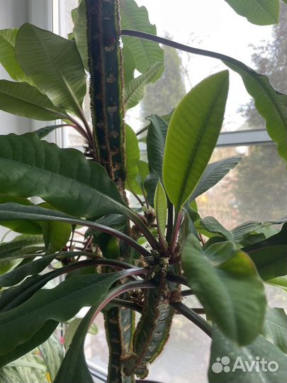 Комнатное растение молочай