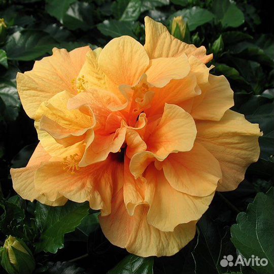 Гибискус Double Peach