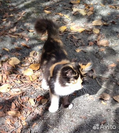 Девочка метис бобтейла