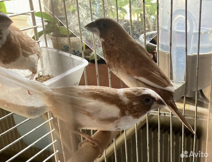 Японская амадина, птенцы