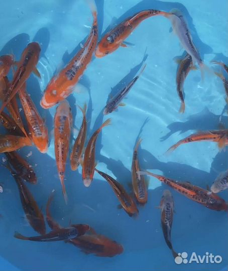 Карп кои порода шисуи