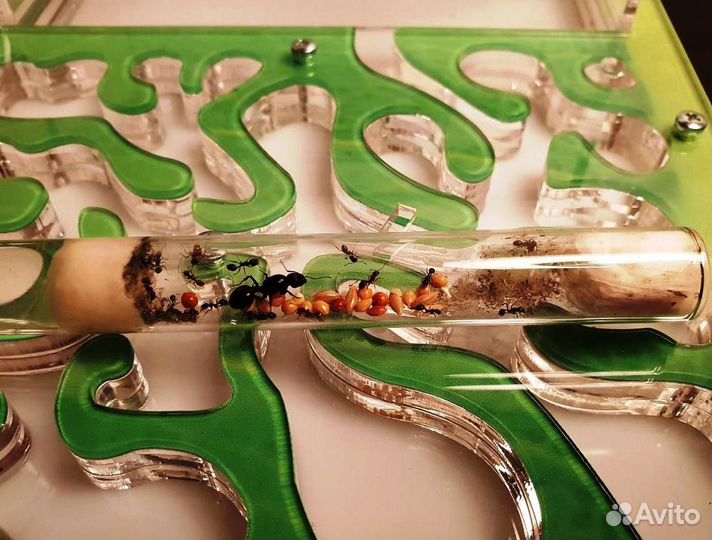 Муравьиная ферма в Перми