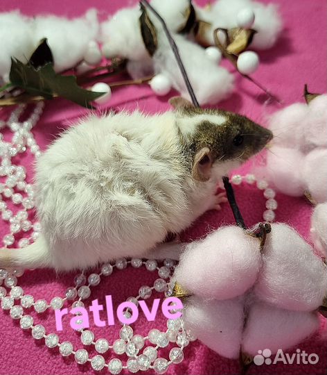 Крысята дамбо девочки красотки