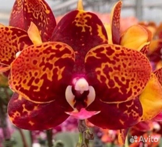 Орхидея Лава