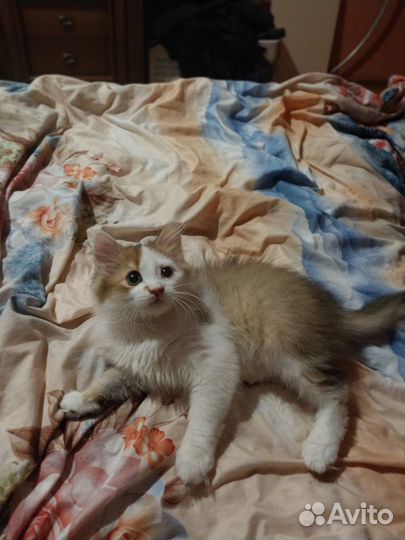 Котёнок(кот)