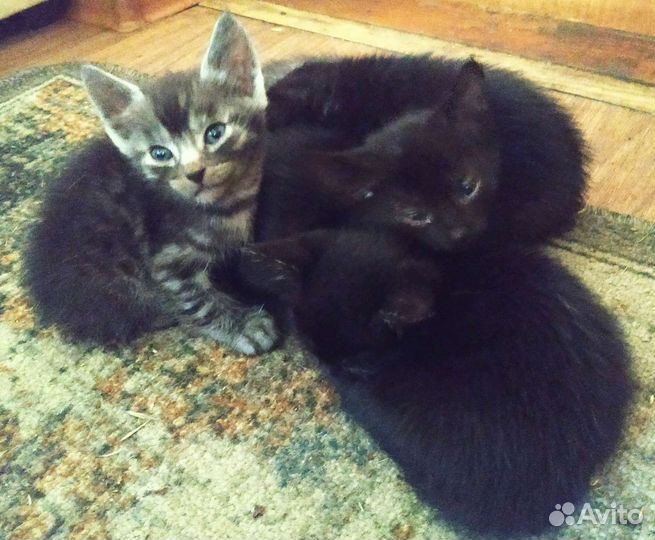 Котенок в дар бесплатно