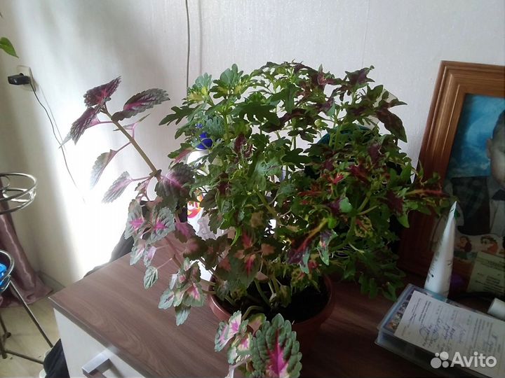 Комнатные цветы колеус