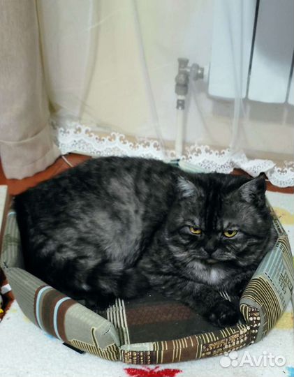 Котята шотландские чистокровные