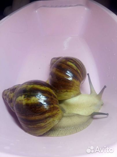 Архатины Маргината Овум