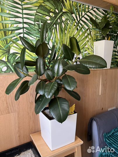 Фикус Эластика Робуста