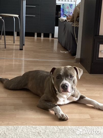 Кабель на случку