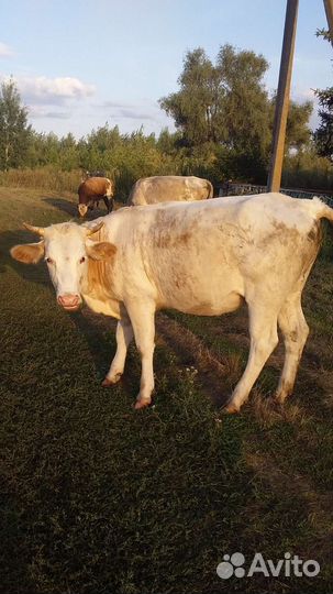 Телка 1.5 года