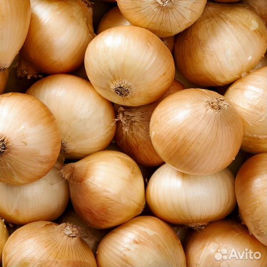 Лук репчатый