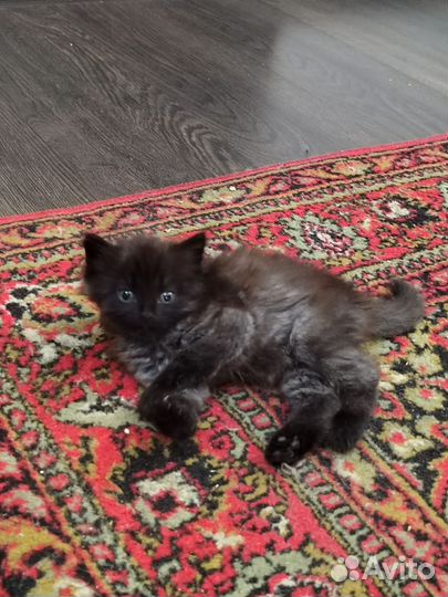 Котëнок