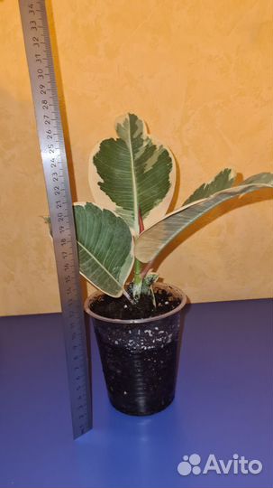 Фикус Эластика Тинеке