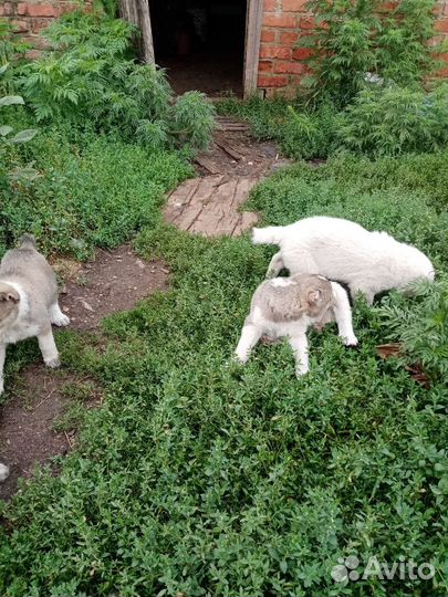 Среднеазиатка я авчарка