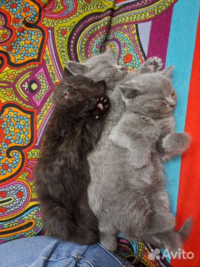 Котята от мамы-шотландки