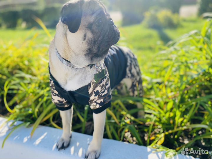 Мопс вязка мальчик