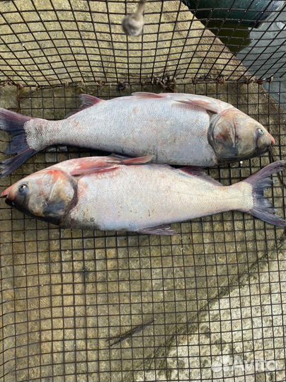 Живая рыба толстолобик