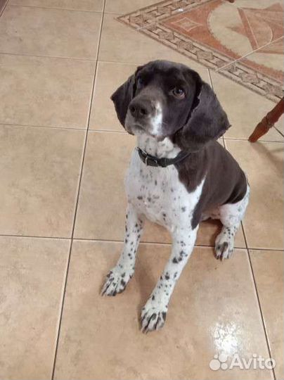 Спаниель на вязку