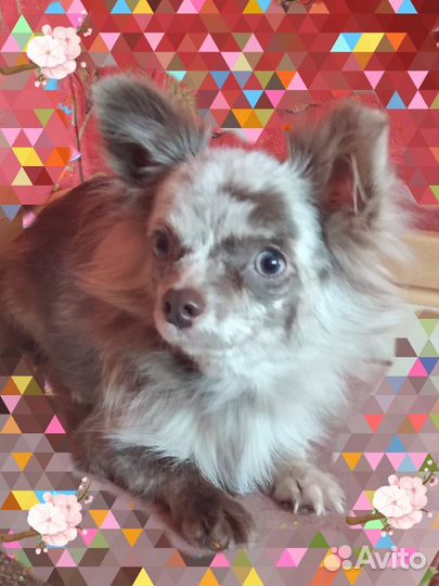 Щенки чихуахуа мальчики