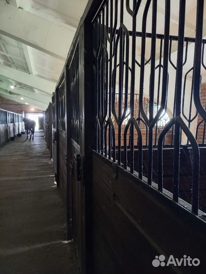 Постой лошадей