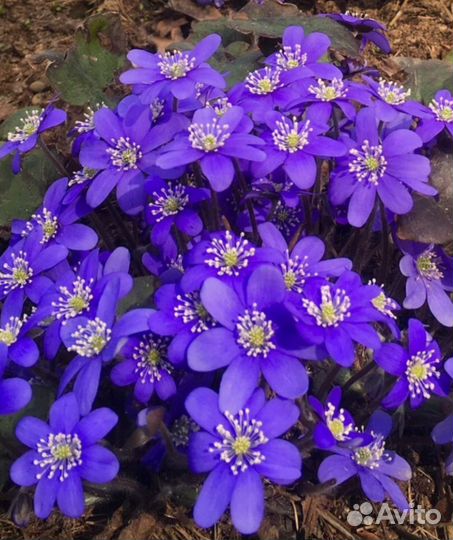 Печеночница благородная садовая