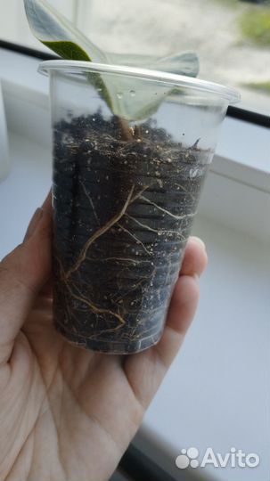 Фикус Лирата Бамбино