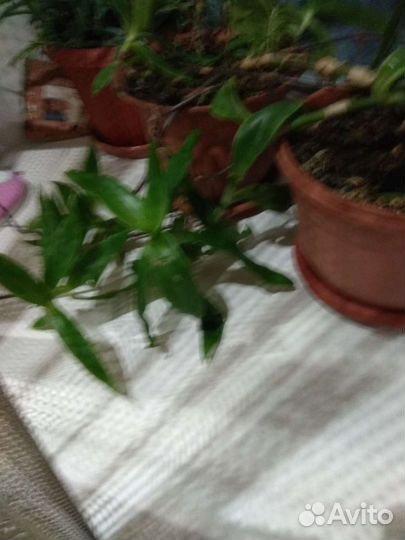 Растение золотой ус