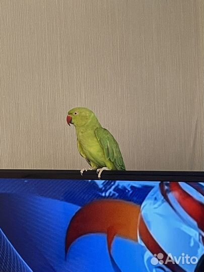 Ожереловый попугай самка(индийский )