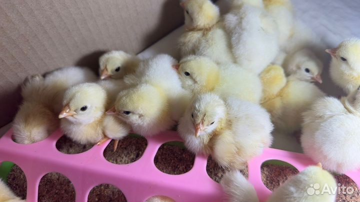 Цыплята