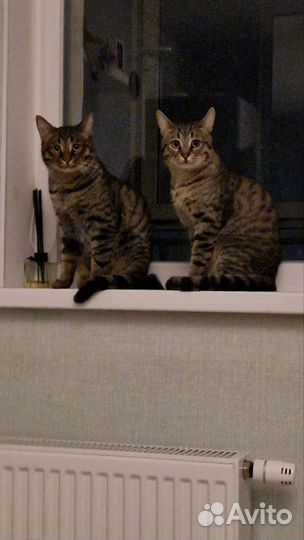 Два кота